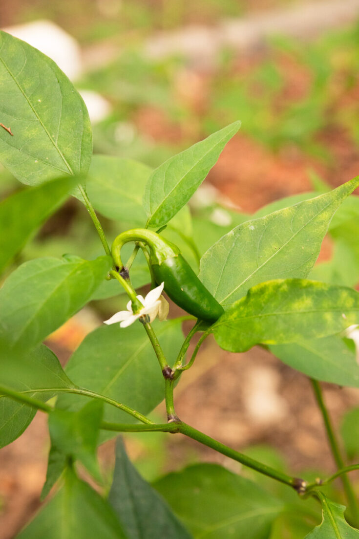 Easy Pickled Jalapeños Recipe Good Things Baking Co