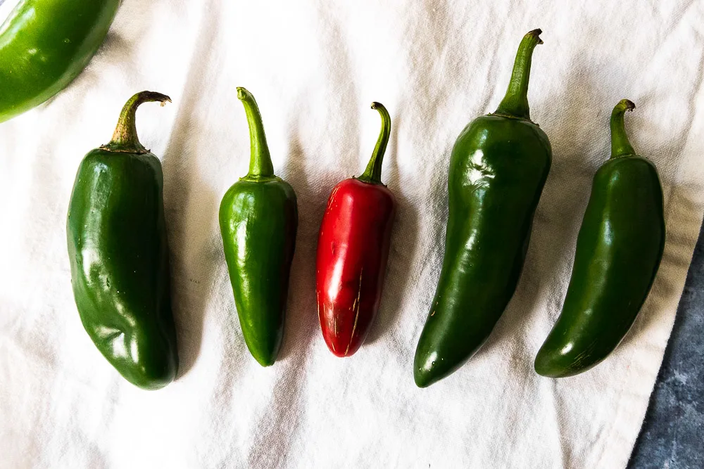 Jalapenos can be picked at all stages and various sizes.